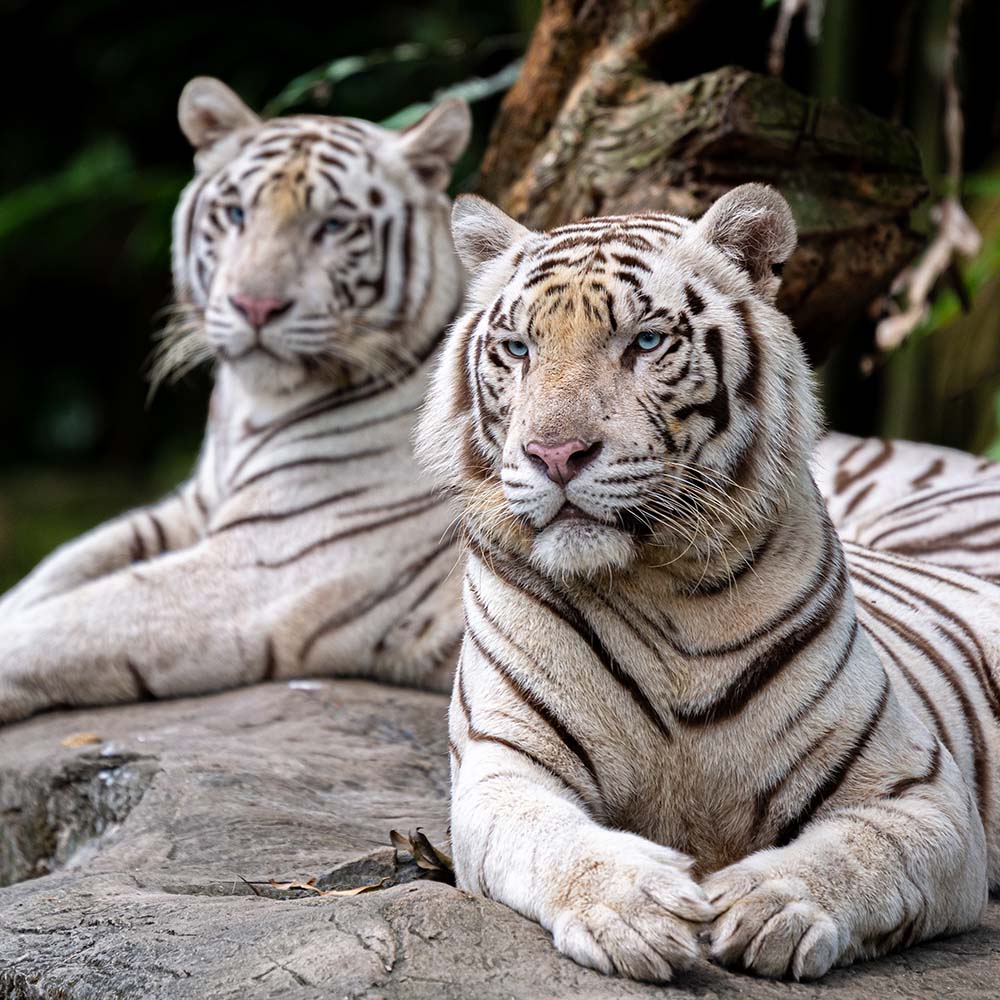 Sniffen Law Sniffen Law